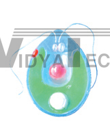 The dissection model of chlamydomonas